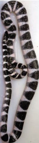 <p>Flat tail</p>