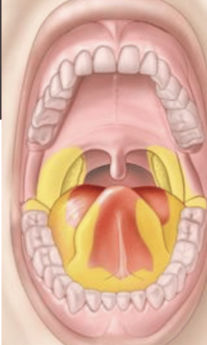 <p>Variable pain</p><p>Red/white lesion</p><p>Non-healing ulcer</p><p>Exophytic growth or endophytic growth</p><p>HIGH risk locations ---&gt;</p><p>-Floor of mouth</p><p>-Posterior lateral border of tongue</p>
