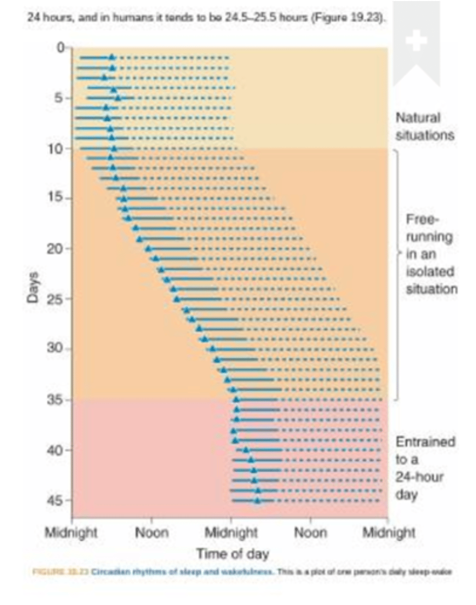 <p>Circadian clocks require _________ _____________ but works without them as well</p>