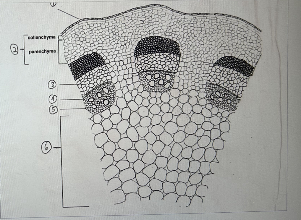 <p>in the edict stem cross section here the part labeled 6 is the:</p>