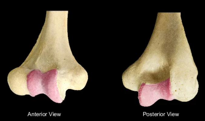 <p>What bone structure is this?</p>