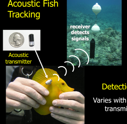 <p><span><span>A technique where fish are fitted with electronic tags that emit sound pulses ("pings"), which are then detected by a network of underwater receivers to track their movements and behavior</span></span>.</p><p></p>