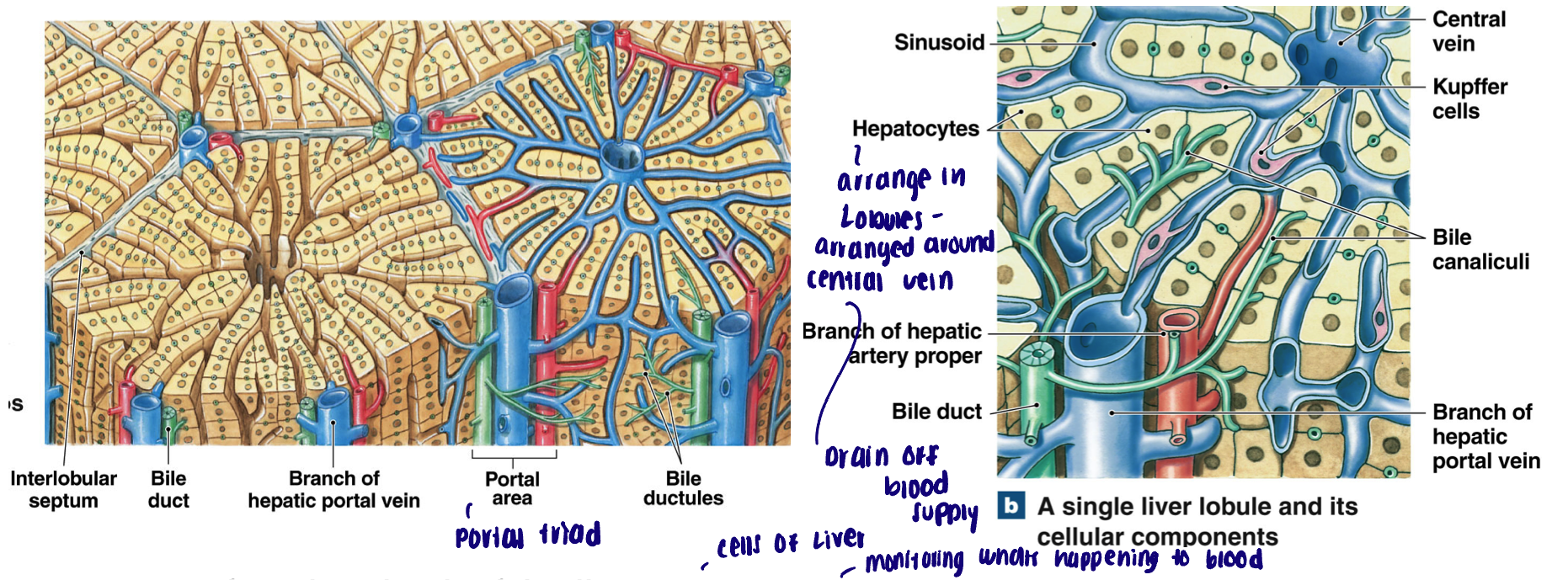 <ul><li><p>Lobule: functional unit of the liver, hepatocytes arranged in plates around a central vein. Sinusoids allow hepatocytes to ‘filter’ fluid as it moves towards central vein</p></li><li><p>Portal triads: found at each corner; branch of hepatic artery, portal vein, bile duct</p><ul><li><p>Blood from portal vein and hepatic artery (bringing oxygenated blood to liver) enter hepatic sinusoids which ultimately empty into central hepatic veins (drains into inferior vena cava)</p></li></ul></li><li><p>Hepatocytes synthesize bile which is emptied into small ductules which converge into small bile ducts (carried opposite direction from central vein)</p></li></ul><p></p>