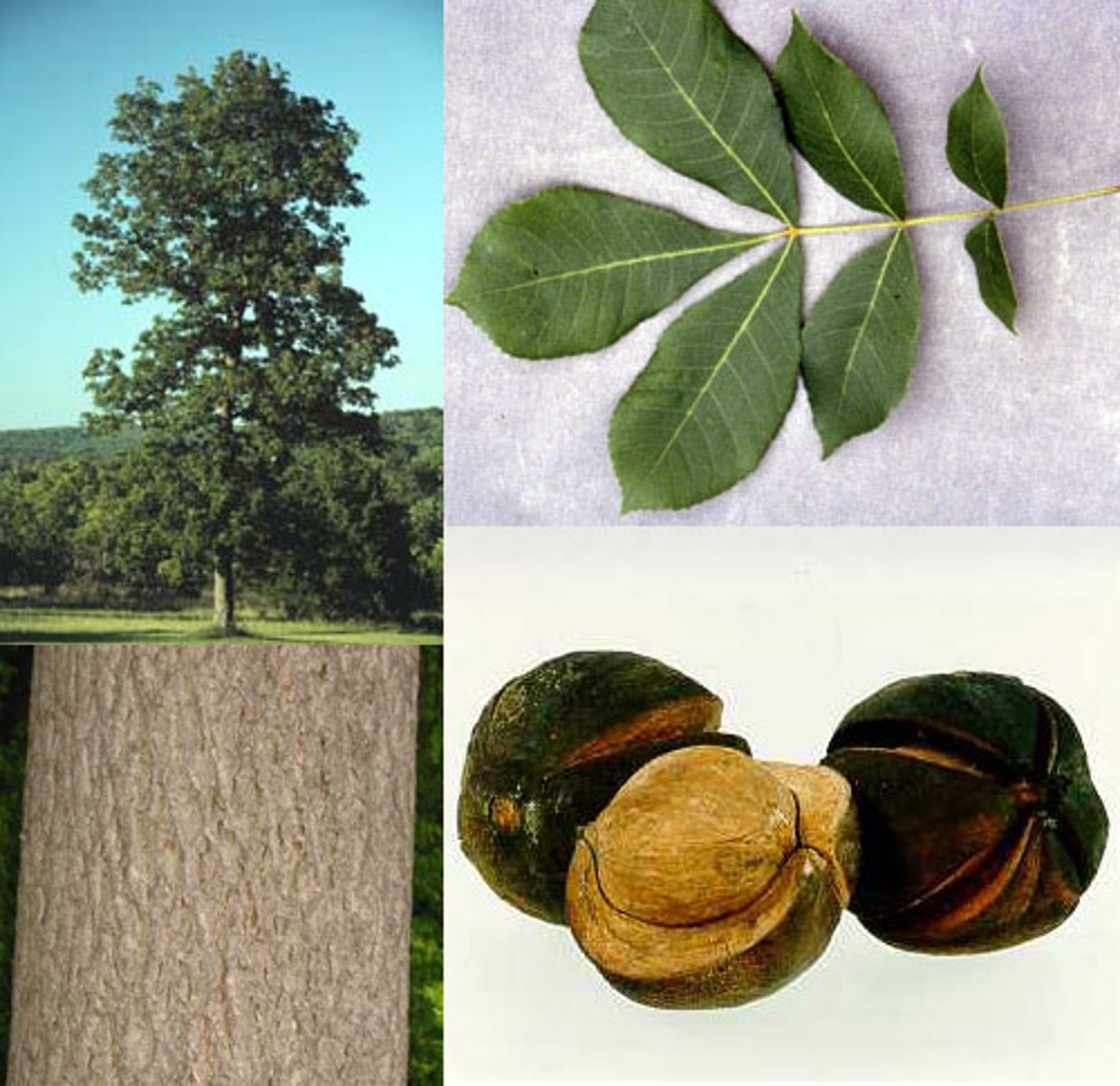 <p>alternate, odd pinnately compound (7-11) thin leaflets, small smooth nut with 4 seams</p>
