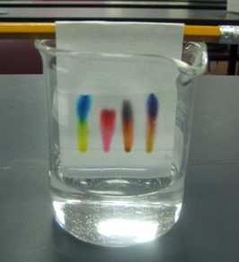 <p>Marker ink dots are placed on chromatography paper and then dipped in a solvent. The solvent moves up the paper and carries the ink. If the ink is a single, pure colour, then only that colour will appear, but if it is made up of more than just one, all the colours present will show.</p>