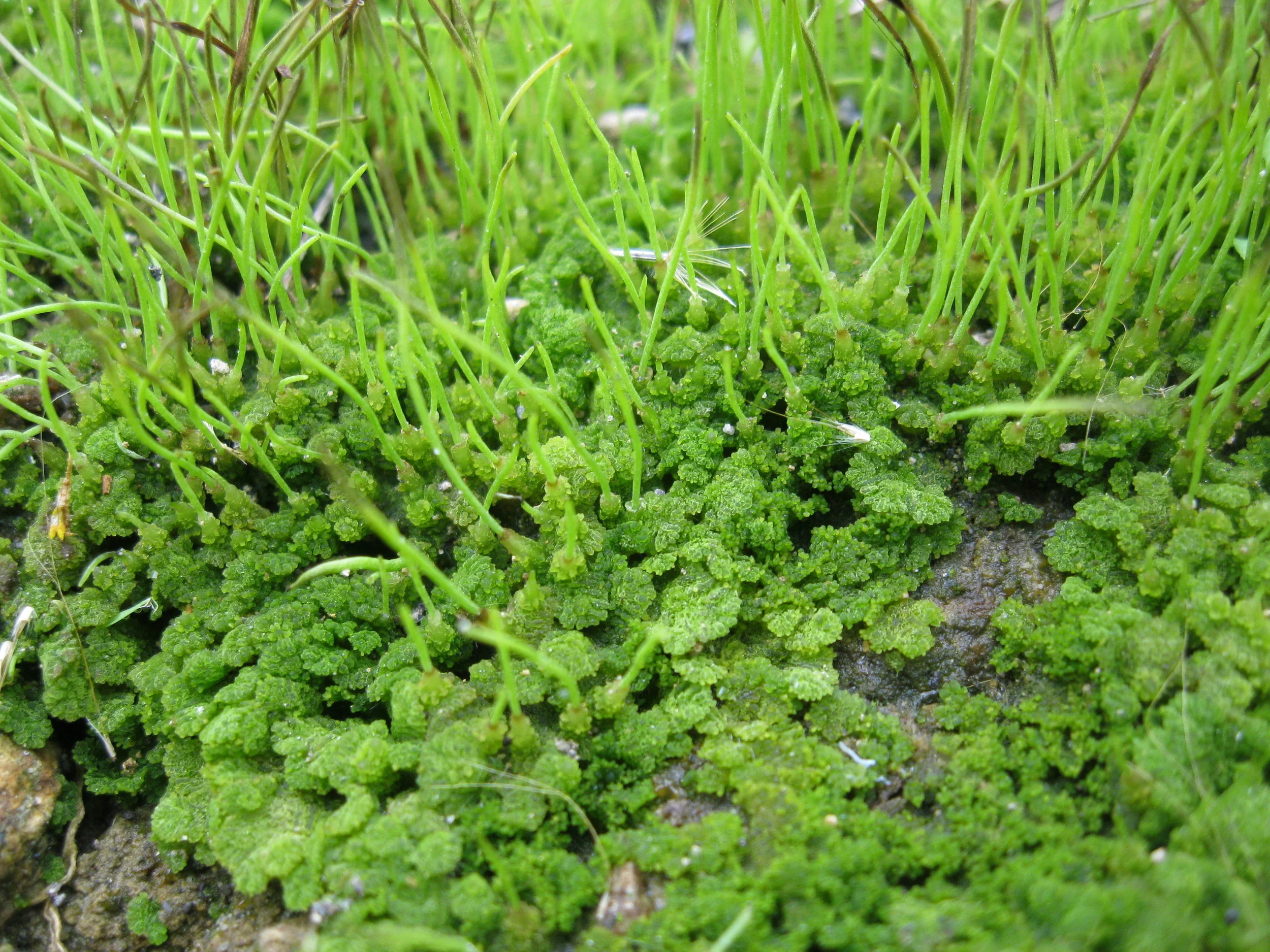 <p>Bryophyte with no leaves that fixes N2</p>