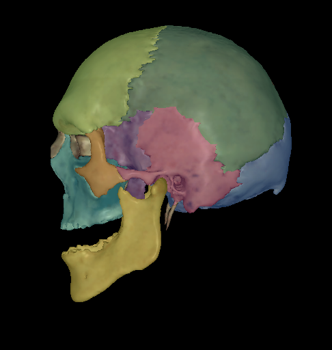 <p>Name the bone highlighted (pink)</p>