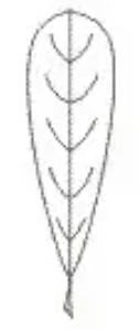 <p>outline</p>