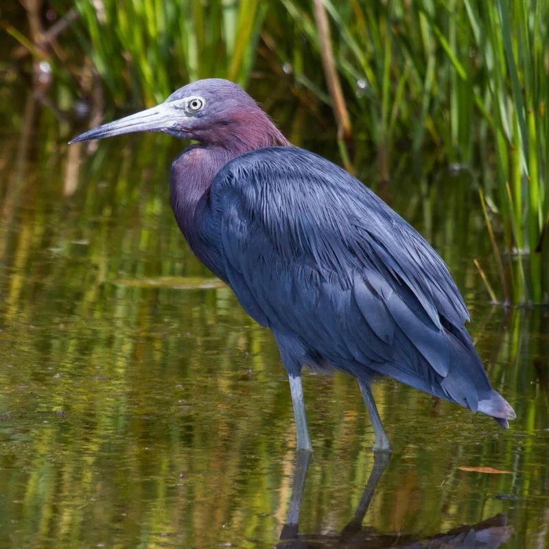 <p>What bird is this?</p>