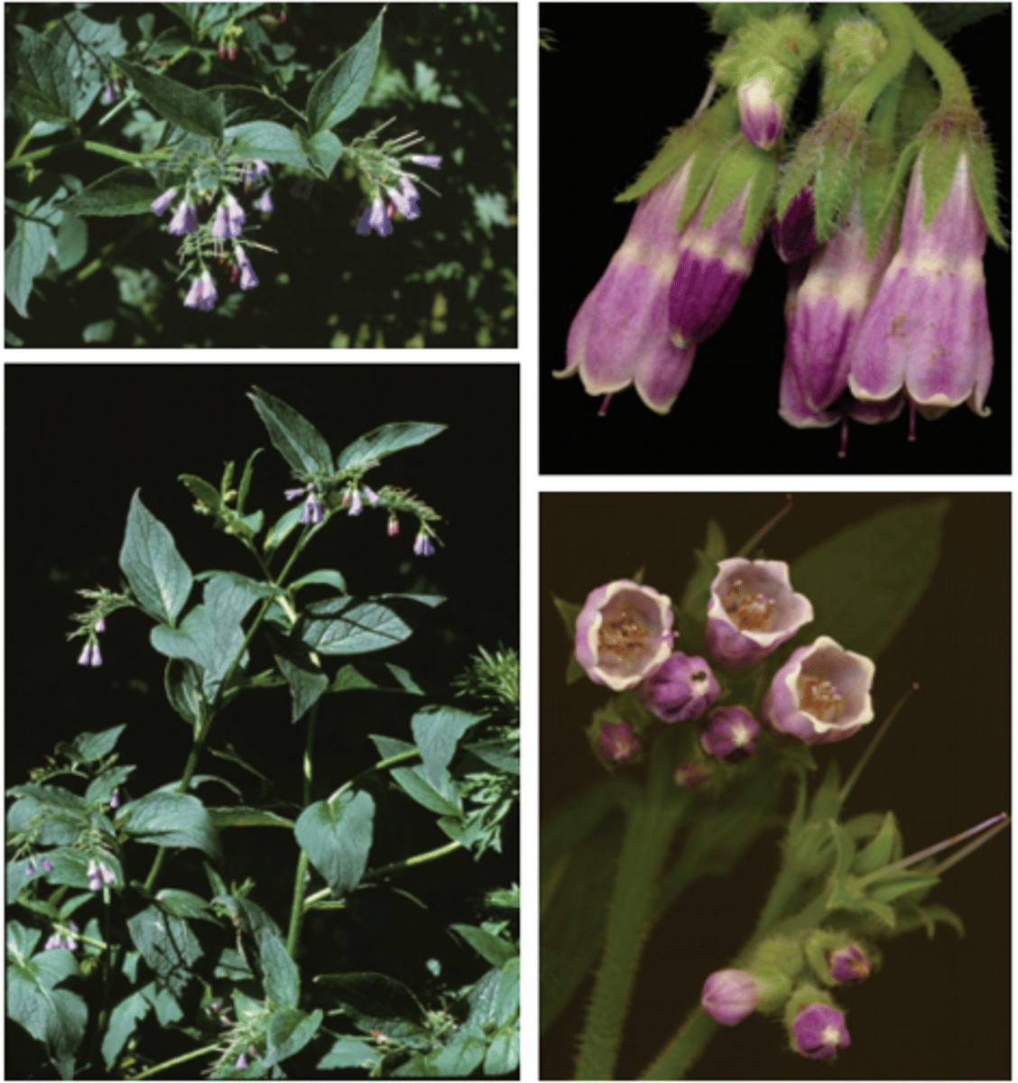 <p>Comfrey for wounds, dry cough and inflammation of the lungs/GI tract</p><p>Part Used: Root, rhizome, leaf</p><p>Actions: Demulcent, relaxing expectorant, vulnerary, astringent</p><p>Indications: Topical - wounds, dermatitis, ulcers, bruising</p><p>Internal - dry cough, inflammation of the lungs/GI tract,</p><p>SE: nausea, HVOD, hepatic failure</p>