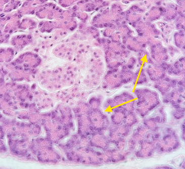 <p>cells in the pancreas, surrounding islet of Langerhans that secrete digestive enzymes </p>