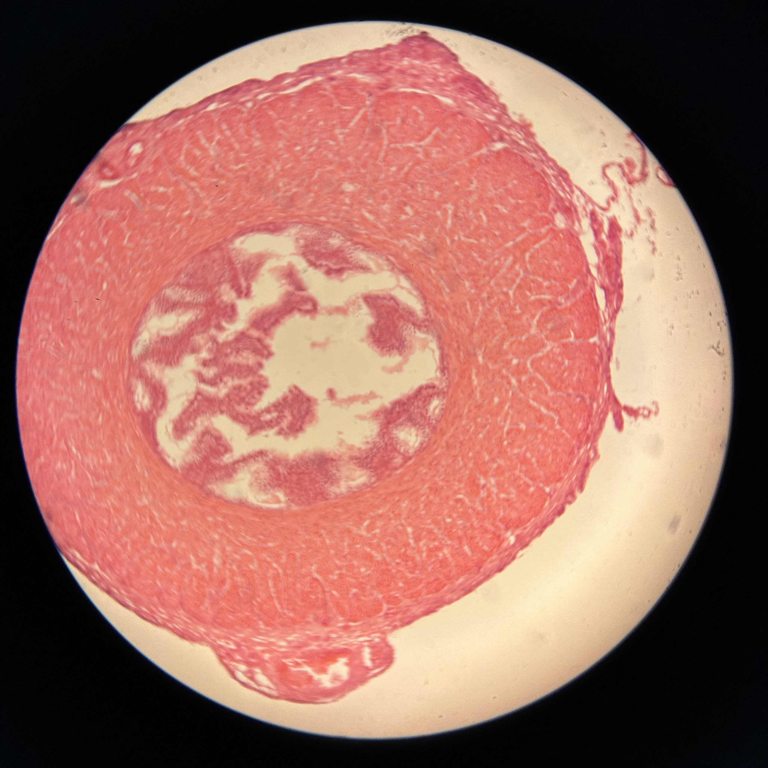 <p>What structure is shown?</p>