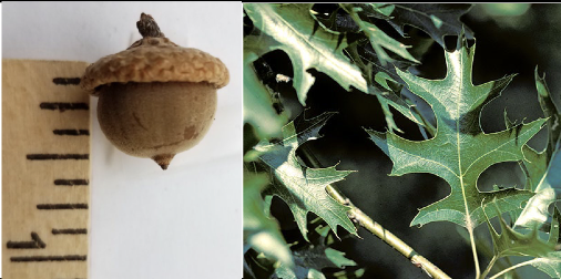 <p>Family<br>Genus<br>Species<br>Common Name</p>