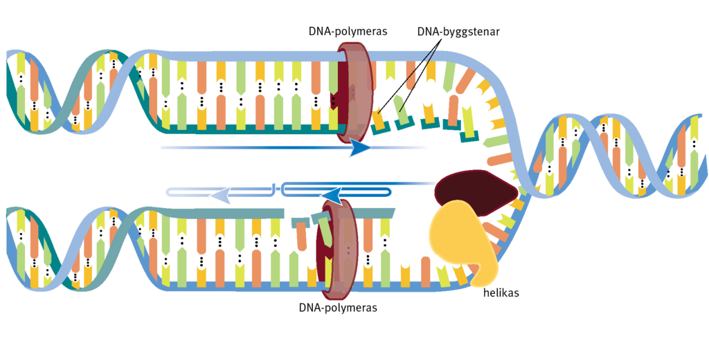 <p>Först skiljs DNA-kedjorna åt mha. enzymet helikas. Enskilda nukleotider (byggstenar) kopplas sedan ihop till en ny kedja med en gammal kedja som mall, det sker mha. enzymet DNA-polymeras. Den ena kedjan replikeras utan avbrott medan den andra bit för bit, eftersom kedjorna är vända åt olika håll och DNA-polymeras bara kan arbeta åt ett håll. Resultatet blir två nya dubbelspiraler, var och en med en gammal och en nybildad kedja.</p>