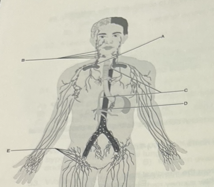<p>The largest kins of lymphatic vessel is a lymphatic </p>