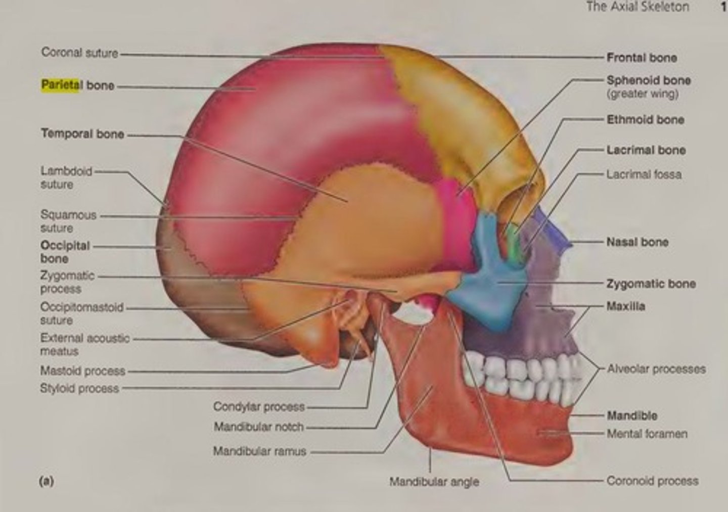 <p>Composed of two sets of bones: cranium (8 bones) and facial bones (14 bones).</p>