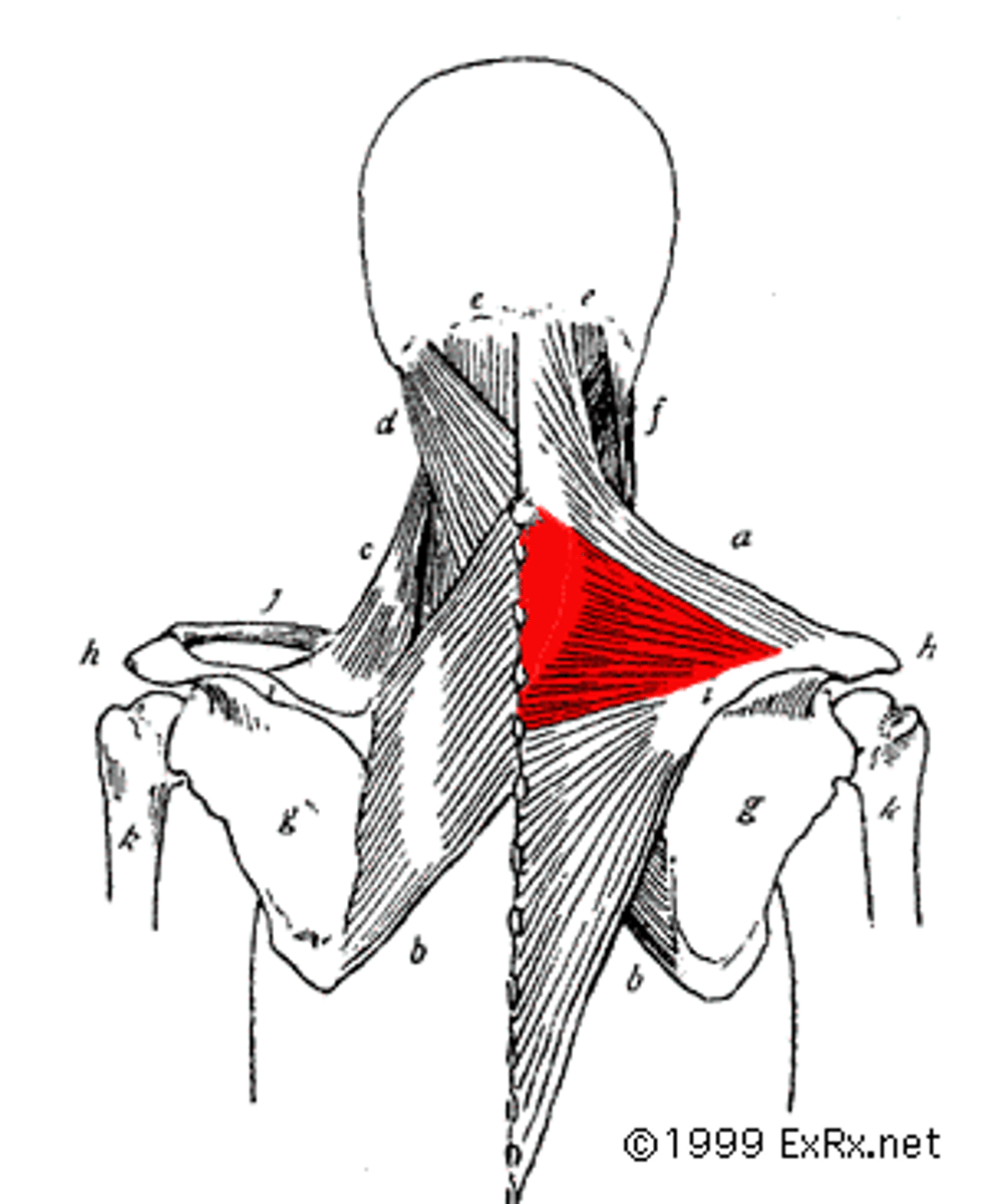 <p>originates on the nuchal ligament & spinous processes of C7-T5; inserts on the medial aspect of the acromion process and along the scapular spine</p>