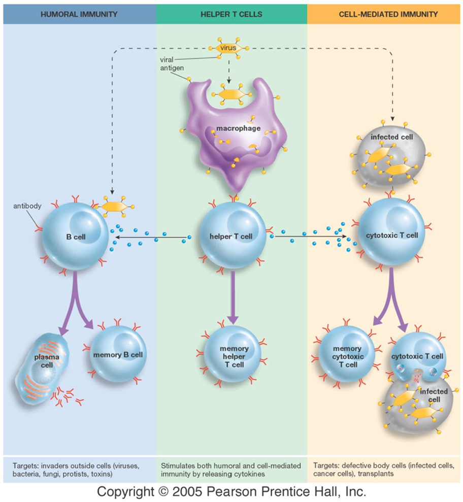 <ul><li><p><span>Humoral immunity produced antigen specific antibodies and is primarily driven by B cells</span></p></li><li><p><span>Cell-mediated immunity on the other hand does not depend on antibodies for its adaptive immune functions and is primarily driven by mature T cells, macrophages and the release of cytokines in response to an antigen</span></p></li><li><p><span>Macrophage is a type of blood cell</span></p></li><li><p><span>Cytokine - chemical messengers</span></p></li><li><p><span>Plasma cells help by producing antibodies rapidly</span></p></li><li><p><span>Memory B cells remember what has come into the body for the future</span></p></li><li><p><span>Cytotoxic T cell doesn't need anything other than itself</span></p><ul><li><p><span>Destroys the infected cell</span></p></li></ul></li></ul><p></p>