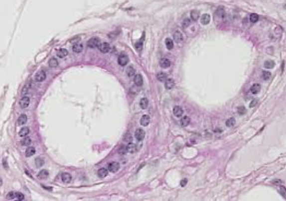 <p>what type of tissue is this </p>