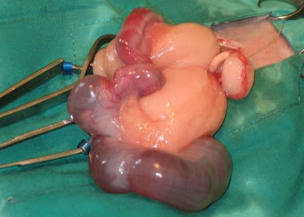 <p>Most common neoplasia in rabbits</p><p>Slow growing, locally invasive, ± distant metastasis</p><p>Clinical Signs - haematuria, palpation</p><p>Treatment - spay</p>