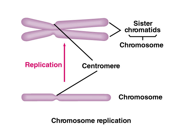 * **replicated forms of a chromosome** joined together by the centromere 
* eventually separated during mitosis