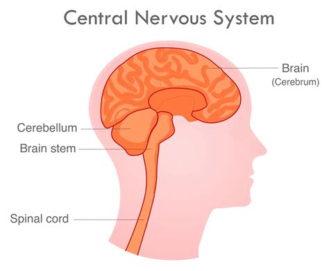 <p><strong>CENTRAL NERVOUS SYSTEM</strong></p>