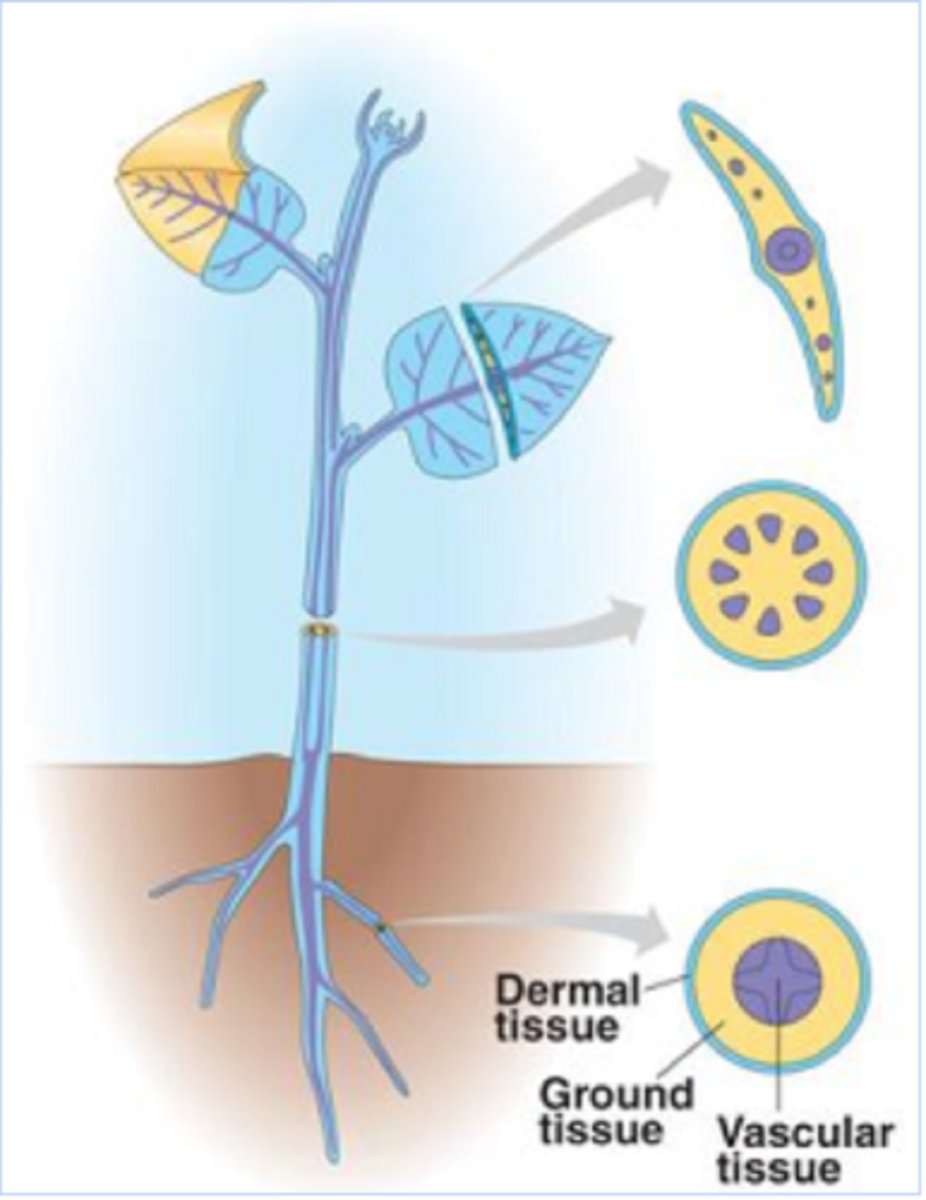 <p>Meristematic Tissue, Dermal Tissue, Vascular Tissue, Ground Tissue</p>
