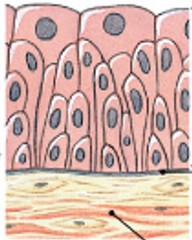 <p>Which classes of epithelium is:</p><ul><li><p>Numerous layers of rounded cells (distension).</p></li><li><p><em>Urinary bladder</em>.</p></li></ul><p></p>