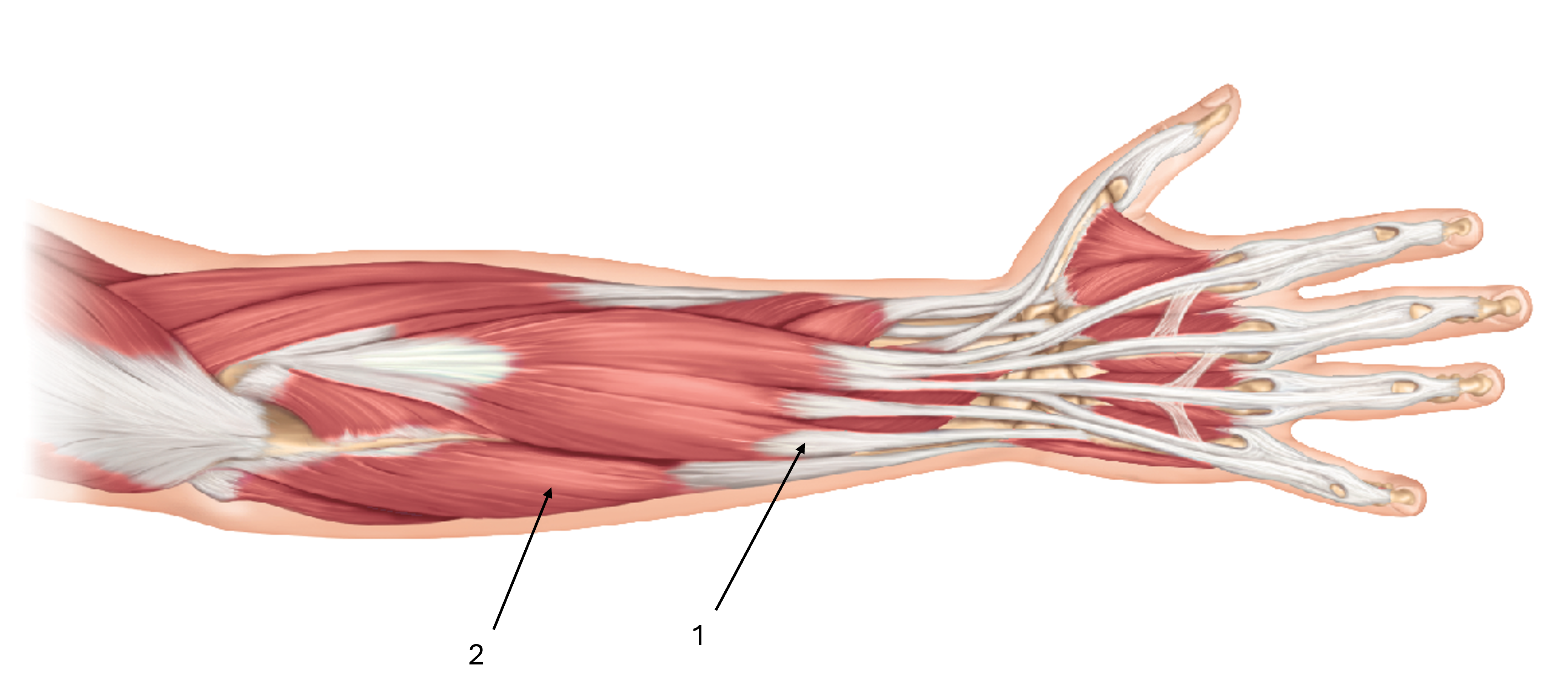 <p>label this diagram of the superficial layers of the posterior forearm</p>