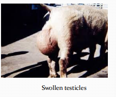 <p>Brucellosis in <span style="color: rgb(230, 155, 255)">pigs</span></p>