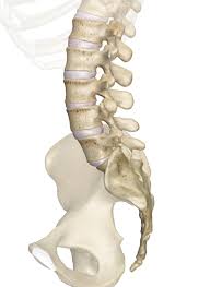 <p>Identify the bone.</p>