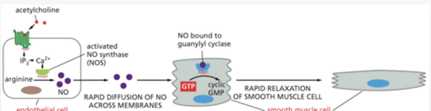 <p>CELLS CAN RESPOND DIFFERENTLY TO THE SAME SIGNAL</p><p>Acetylcholine induces a different response in salivary cells and skeletal muscle cells</p><p>same ligand can activate different kinds of Gproteins depending on the cell</p><p>MULTIPLE SIGNALING PATHWAYS CAN BE STRUNG TOGETHER</p><p>CELLS INTEGRATE MULTIPLE SIGNALS</p><p>G-PROTEINS AND GTPases WORK EVERYWHERE for MOSTLY GROWTH</p><p>GTPases (like Ras) are used in MANY pathways</p><p>Cellular signaling pathways are interconnected networks that integrate multiple signals to produce context-dependent response</p>
