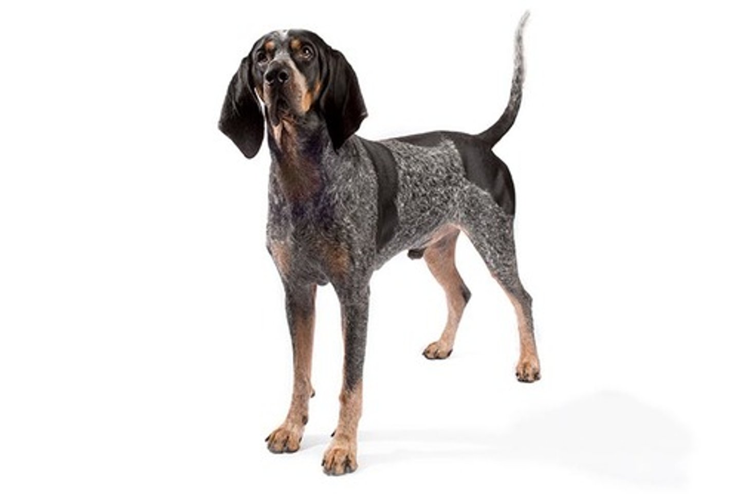 <p>Smart, Devoted, Tenacious</p><p>AKC Breed Popularity: Ranks 121 of 194</p><p>Height: 22-27 inches (male), 21-25 inches (female)</p><p>Weight: 55-80 pounds (male), 45-65 pounds (female)</p><p>Life Expectancy: 11-12 years</p><p>Group: Hound Group</p>