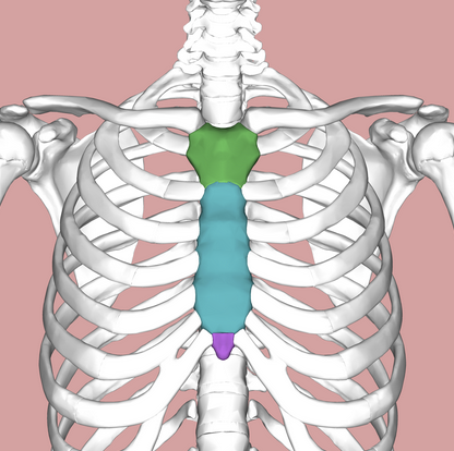 <p>What is the colored bone called?</p>