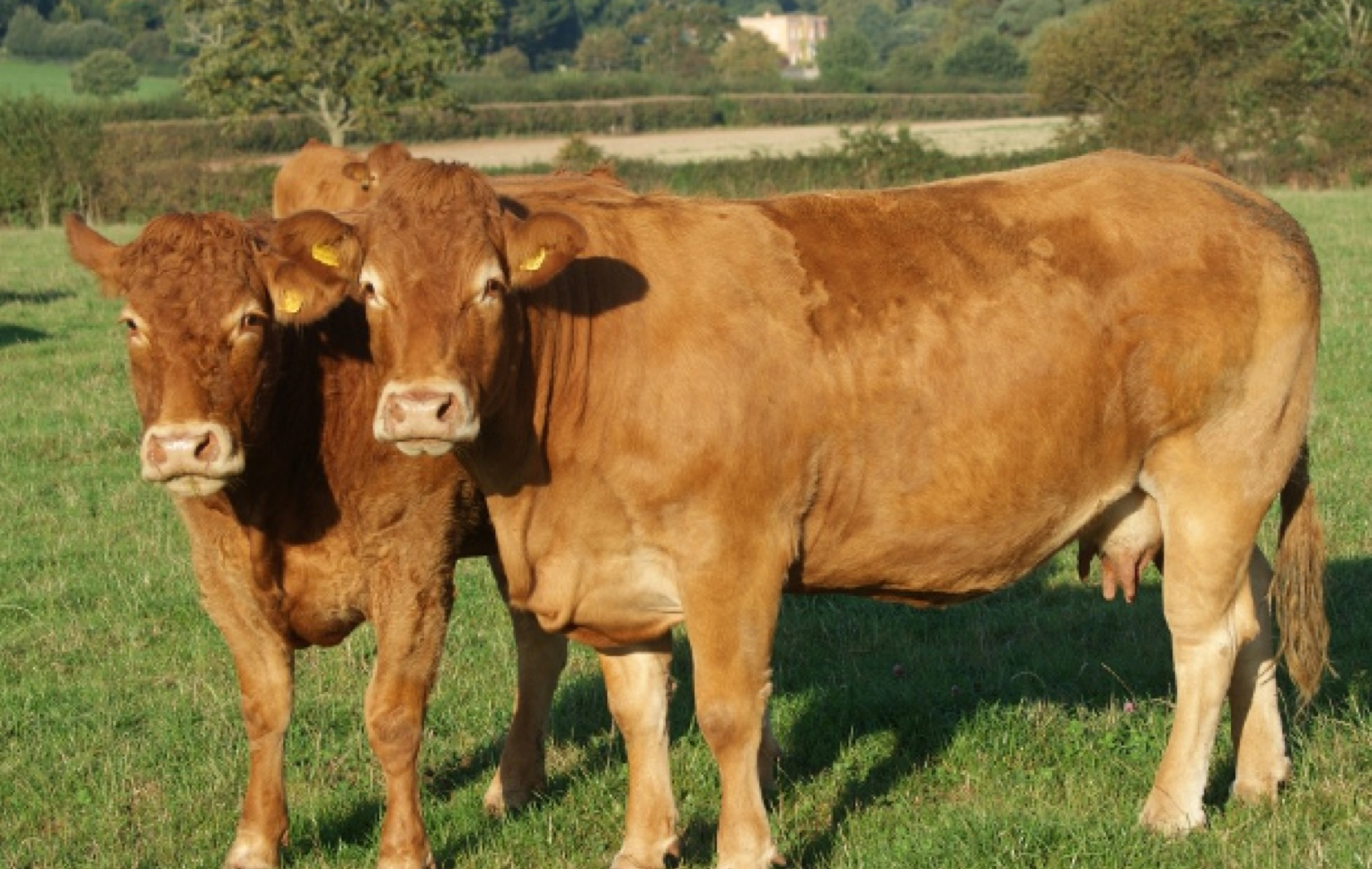 <p>What breed?</p>