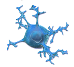 <p>Function as phagocytes, remove cellular debris & phagocytize microbes and damaged nervous tissue</p>