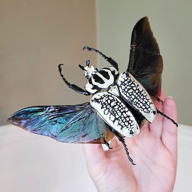 <p>Goliath beetle</p>