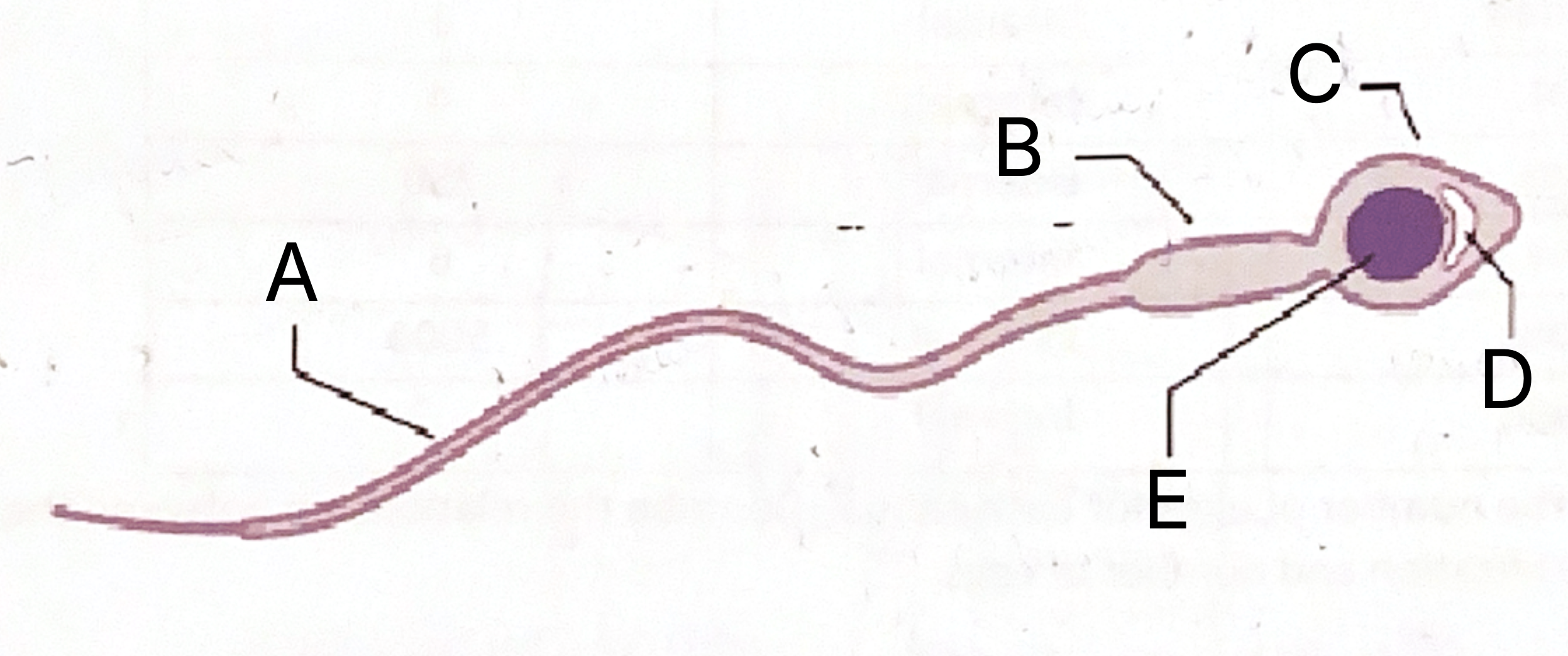 <p>What is <strong>C</strong> on the sperm cell diagram?</p>