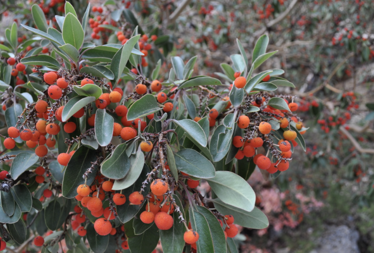 Arbutus xalapensis