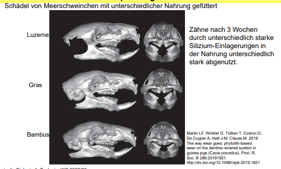 Nagetiere besitzen Nagezähne, die dauernd wachsen und sehr lange Wurzeln mit einer sehr festen Verankerung im Kiefer besitzen

Eckzähne fehlen und es besteht eine große Lücke zu den Backenzähnen

Funktionelle Teilung des Gebisses in Nage- und Kauwerkzeuge