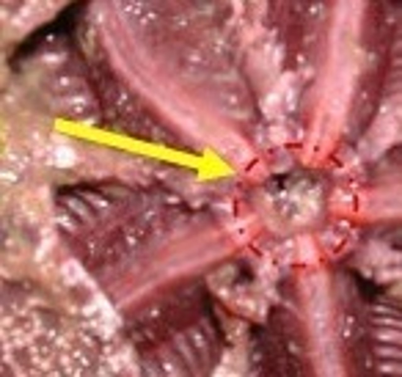 <p>Central righted water distribution tube</p>
