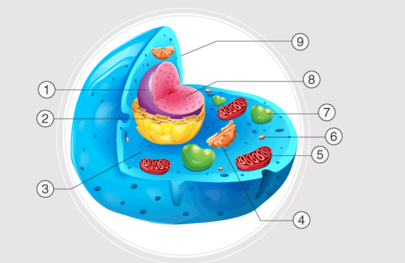 <p>inside nucleus</p>