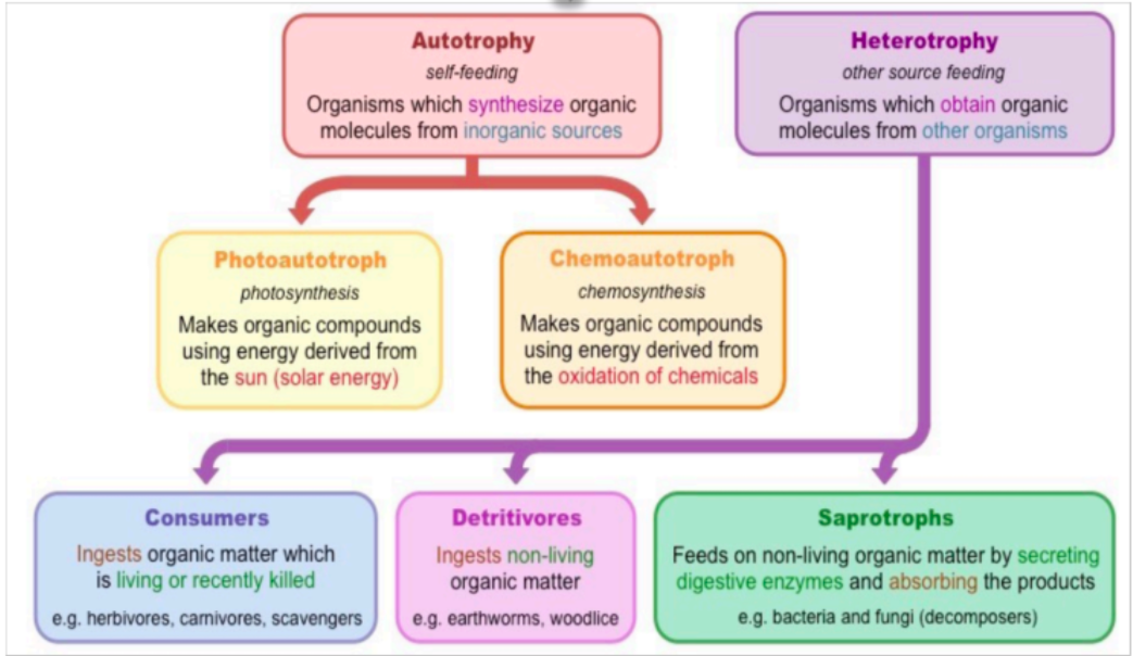 <ol><li><p>Consumers</p></li><li><p>Detritivores</p></li><li><p>Saprotrophs</p></li></ol>