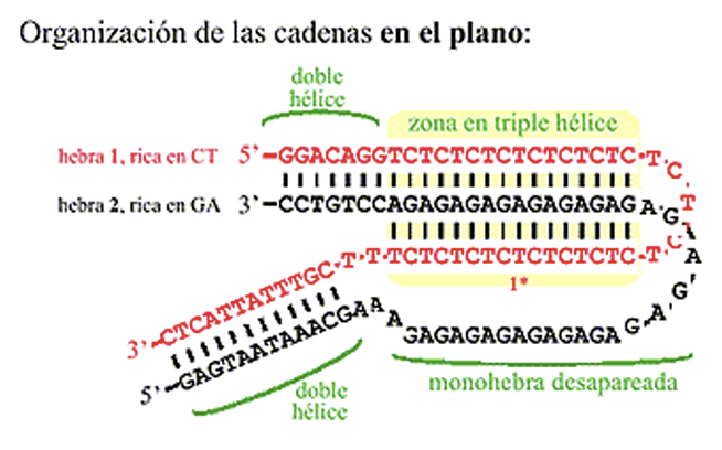 <p>Es una estructura poco habitual del DNA formada por 3 hebras</p>