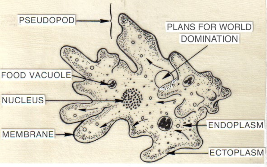 <ul><li><p>can be free living or intestional</p></li><li><p>Intestinal: entamoeba histolytica</p></li><li><p>free living/brain eating: Naegleria fowleri, Acanthamoeba, and Balamuthia.</p></li><li><p>rare</p></li><li><p>move by pseuodopodia and amoeboid movement</p></li><li><p>Phylum- sacromastigophora</p></li><li><p>class- sacrodina</p></li><li><p>order- amebida</p></li><li><p>morphology: plasma lema- thin and elastic limiting membrane. Ectoplasm- lies beneath plasma lema and free of granules. Endoplasm- has granules and moves. Pseudopodia- followed by ectoplasm and allows for movement.</p></li><li><p>reproduce by binary fission or budding</p></li><li><p>engulf prey and digest it in food vacuoles. DESTROY DESTROY DESTROY</p></li></ul><p></p>