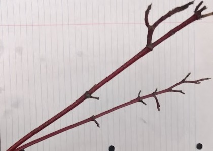 <p>bright red twig with raised white lenticels</p>