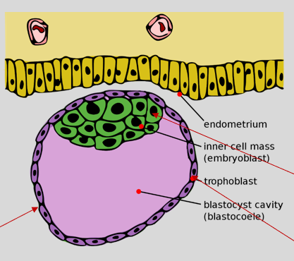 <p><mark data-color="red">First trimester: blastocyst formation</mark></p><p>Can you label, describe and explain what this diagram is/shows?</p>