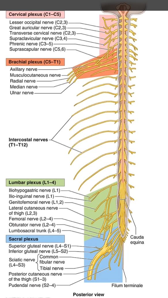 <p>you are able to see the intercostal nerves that are the anterior rami from T1 to T12. </p><p>you can see the cervical plexus, which have different nerves that form from it.</p><p>as well as the brachial plexus which is going to be a very important part when we reach the limb portion</p><p>the lumber plexus and the sacrum plexus</p>