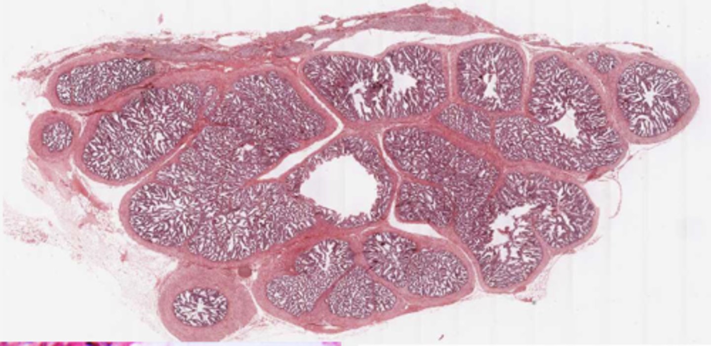 <p>Identify the organ</p>
