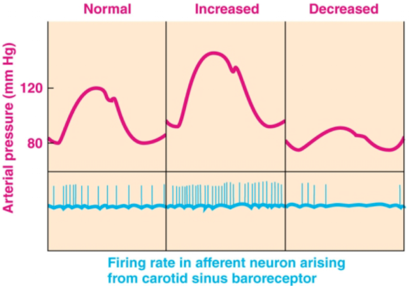 <ul><li><p>are mechanoreceptors sensitive to changes in both mean arterial pressure and pulse pressure</p></li><li><p>constantly provide information about blood pressure</p></li><li><p>when arterial pressure increases, the firing rate of their afferent neuron increases. When arterial pressure decreases, the firing rate of their afferent neuron decreases</p></li></ul><p></p>